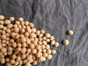 ソイプロテインに含まれる大豆イソフラボンってどう？
