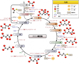 742px-Citric_acid_cycle_with_aconitate_2_ja_svg