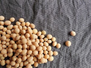 大豆タンパク