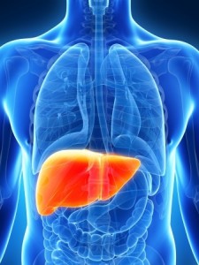 17911239 - 3d rendered illustration of the male liver