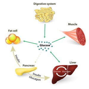 39770242 - blood sugar or glucose and insulin.