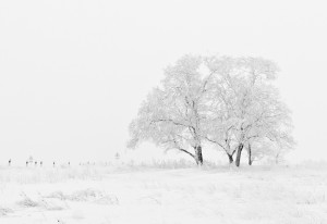 winter-20234_1280
